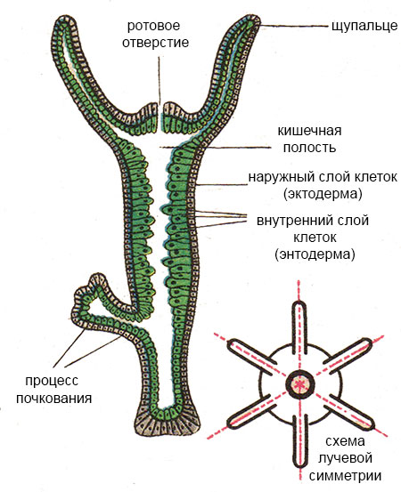 Кракен сайт маркетплейс